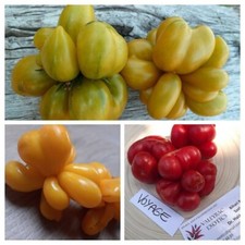 VOYAGE TOMATO PACKAGE - 3 Variety -  15+ seeds - Graines - Samen - V 148