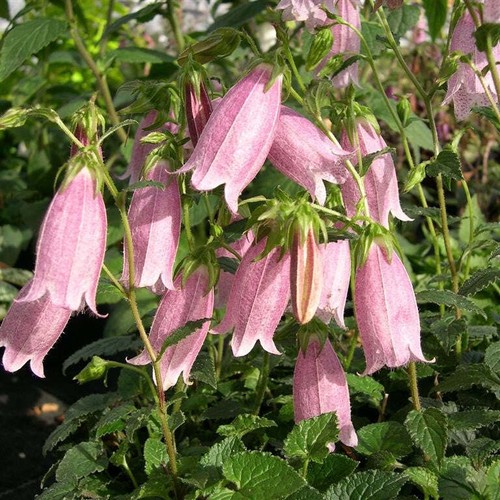Campanula pink chimes plug - pink,