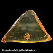 Baltic Amber Fossil Spider