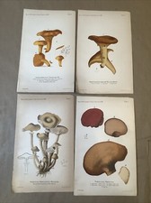 Set A Four Antique 1891