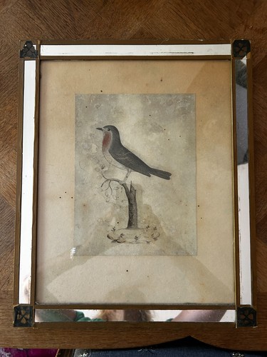 George edwards european robin - george,