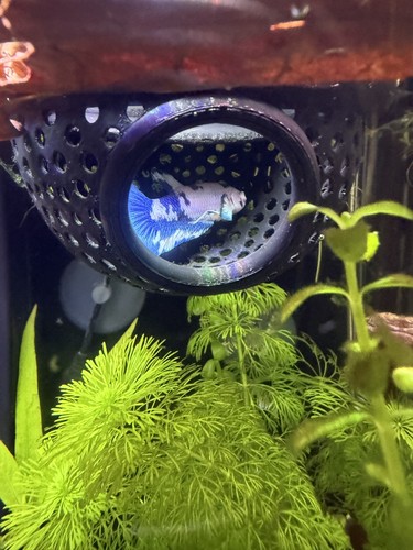 Betta fish floating - betta,