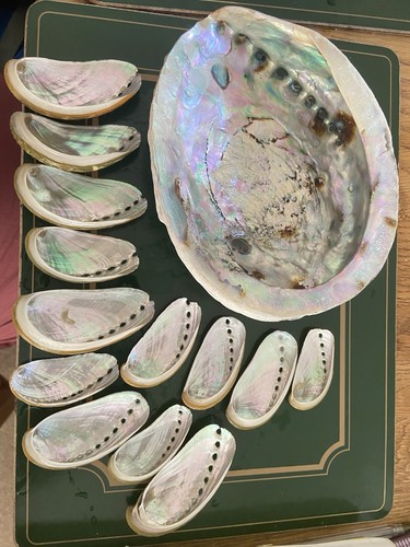 Large abalone 16x13 shell - large,