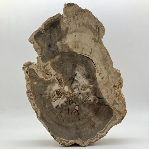 154mm 68lb live raw edge - xl,