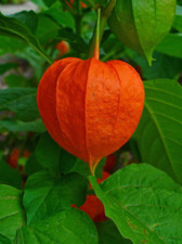 Flower - Chinese Lantern – Alkekengi - 70 Quality seeds - 1st Class 