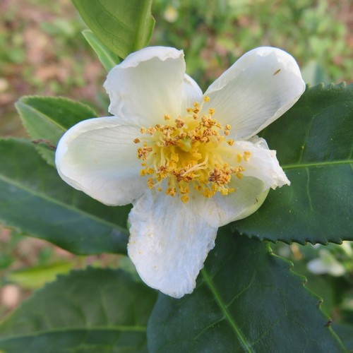 Tea plant camellia sinensis - 'camellia, sinensis'