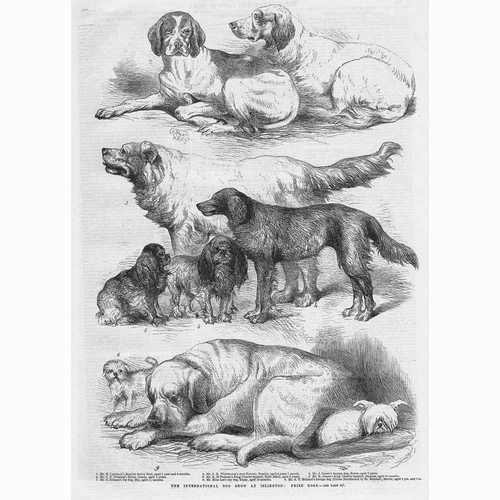 London prize dogs the - prize, at