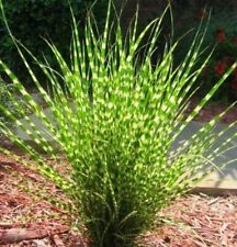 3x Miscanthus sinensis 'Little Zebra' XXL Jumbo Plug Plants Ornamental Grass