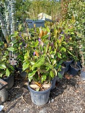 Magnolia grandiflora 30L 120cm