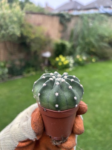 Echinopsis subdenudata - , –