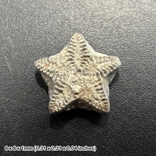 Crinoid star fossil tidmoor - -,