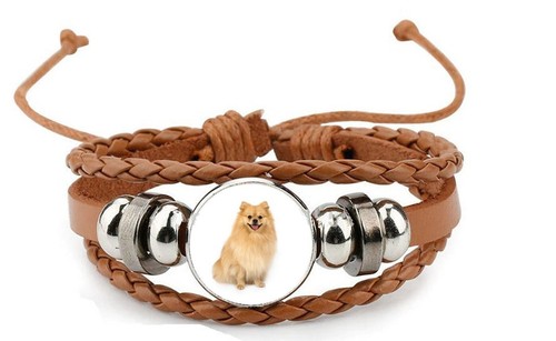 Pomeranian dog pet brown - dog,