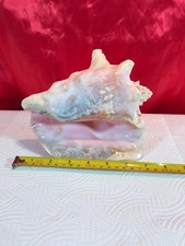Large natural conch shell - conch, 7"