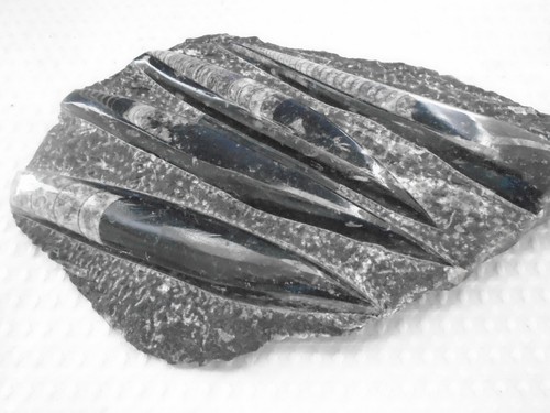 Fossil orthoceras slab - slab, in