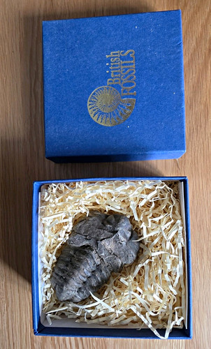 British fossils calymene - british,