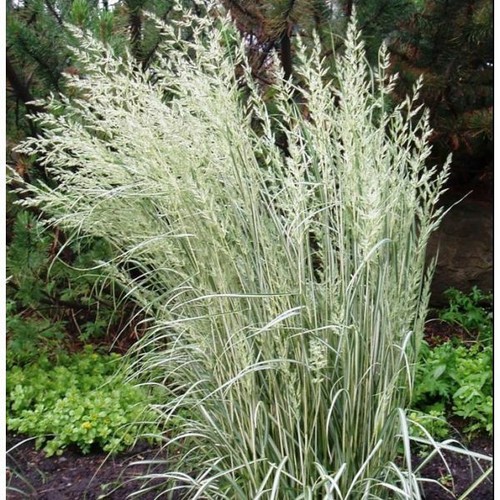 Calamagrostis acutiflora - calamagrostis,