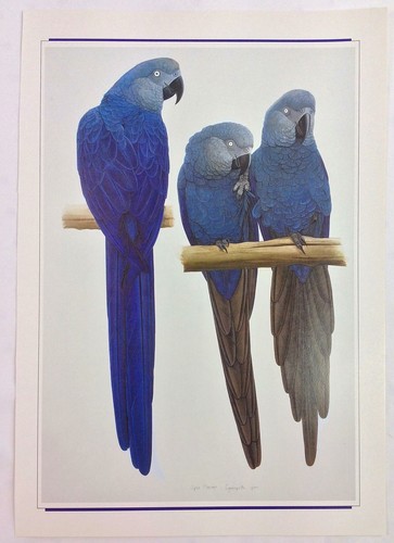 Vintage parrots macaws - parrots,, macaws,