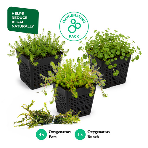 Oxygenating pond plant - pond,