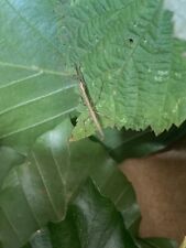10 X Young Stick Insects BUY QUICKLY 