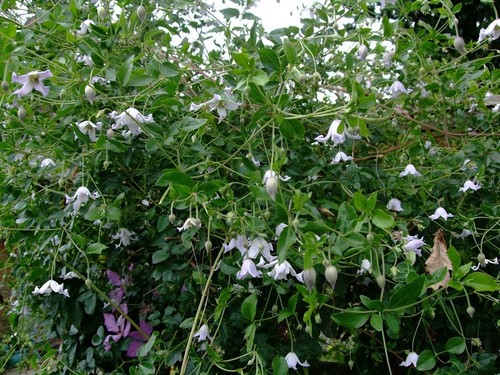 Clematis campaniflora 15 - campaniflora,