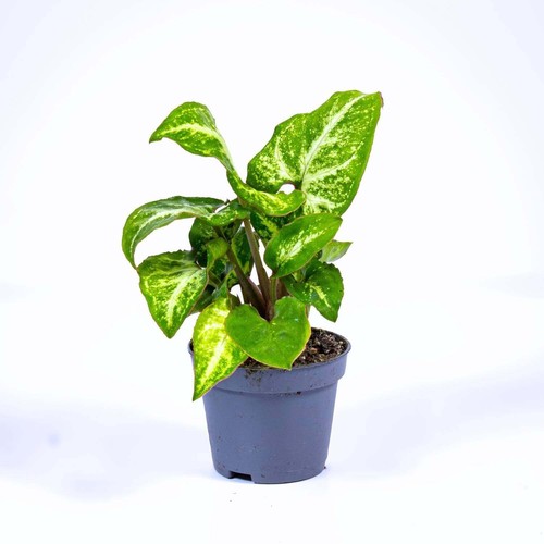 Syngonium pixie arrowhead - pixie,