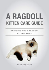 A Ragdoll Kitten Care Guide