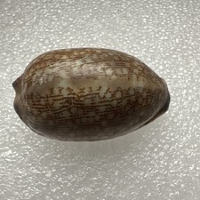 Arabian cowry sea shell tonna - sea,