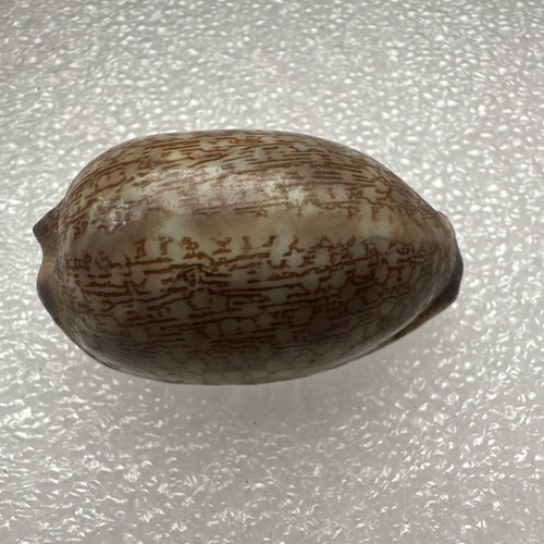 Arabian cowry sea shell - sea, tonna