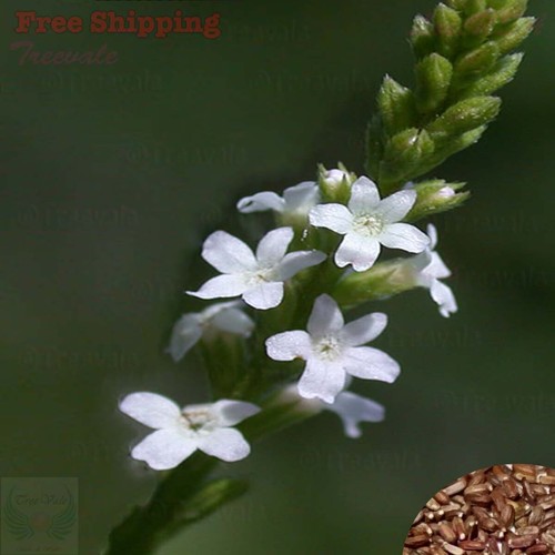White vervain seeds - vervain,
