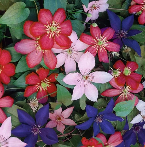 Clematis mixed plants 3 - mixed,