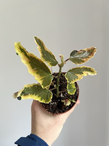 Begonia dainty spray sport - begonia,