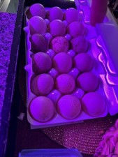8+2 Fertile Cayuga Duck Eggs