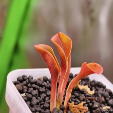Heliamphora Pilosa -AW- Clone