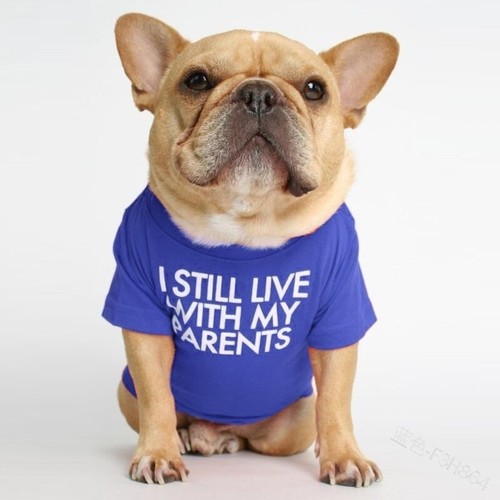 Pet dog cat clothes - pet,