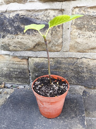 Fig tree ficus carica - ficus,