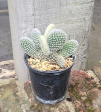 Opuntia microdasys Albispina Prickly Pear Bunny Ear Cactus 9cm Pot Outdoor Grown