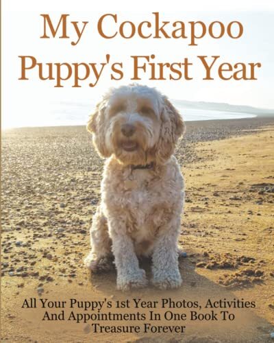Cockerpoo puppy first - cockerpoo,