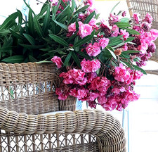 OLEANDER NERIUM , SCARLET /