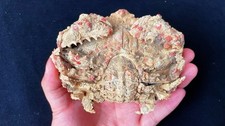 Rare aethra scruposa live - scruposa,