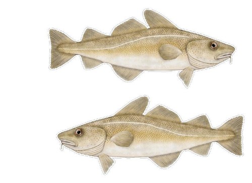 Fishing angling stickers cod - fishing,