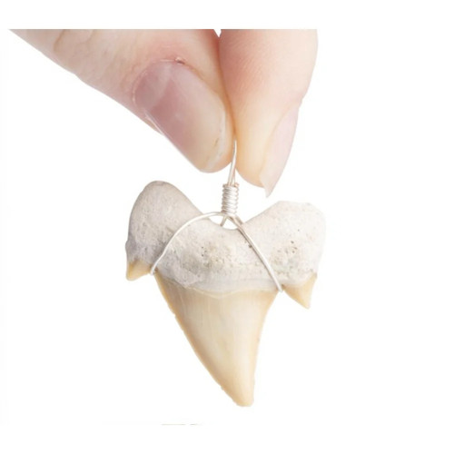 Shark tooth pendant necklace - tooth,