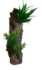 Praying Mantis Cage Decoration:Planted Cork Bark Strip