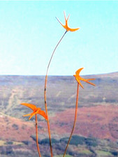 Metal garden decoration - garden,