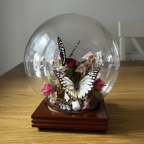 Mounted taxidermy butterflies - mounted,