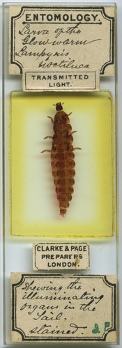 Antique microscope slide - antique,