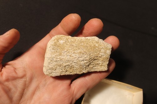 Fossil whale bone - fossil,