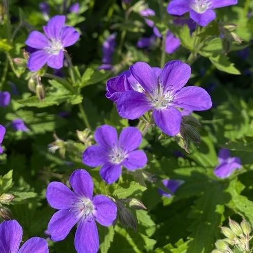 Geranium sylvaticum - geranium,