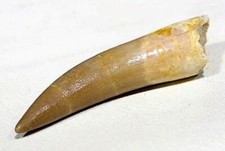 PLESIOSAUR TOOTH DINOSAUR