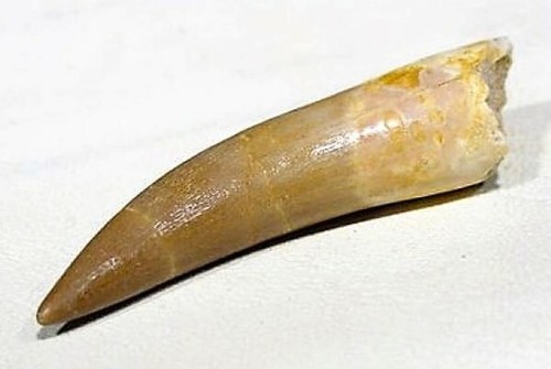 Plesiosaur tooth dinosaur - plesiosaur,