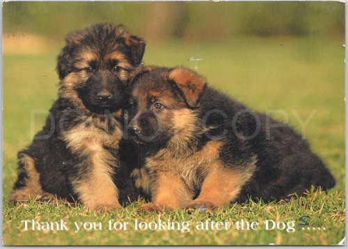German shepherd puppies - german, dog